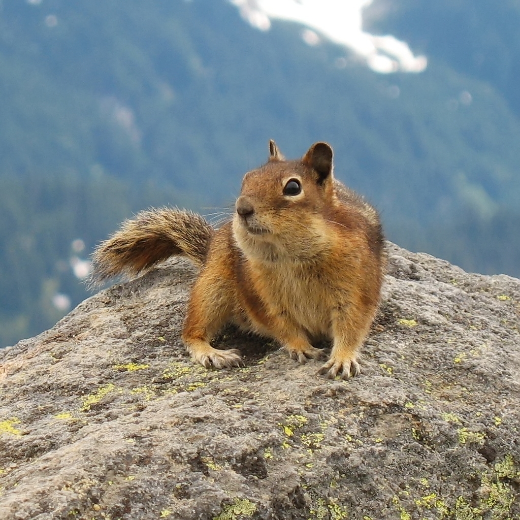 Golden-Mantled Ground Squirrel, Mount Rainier, July 2006