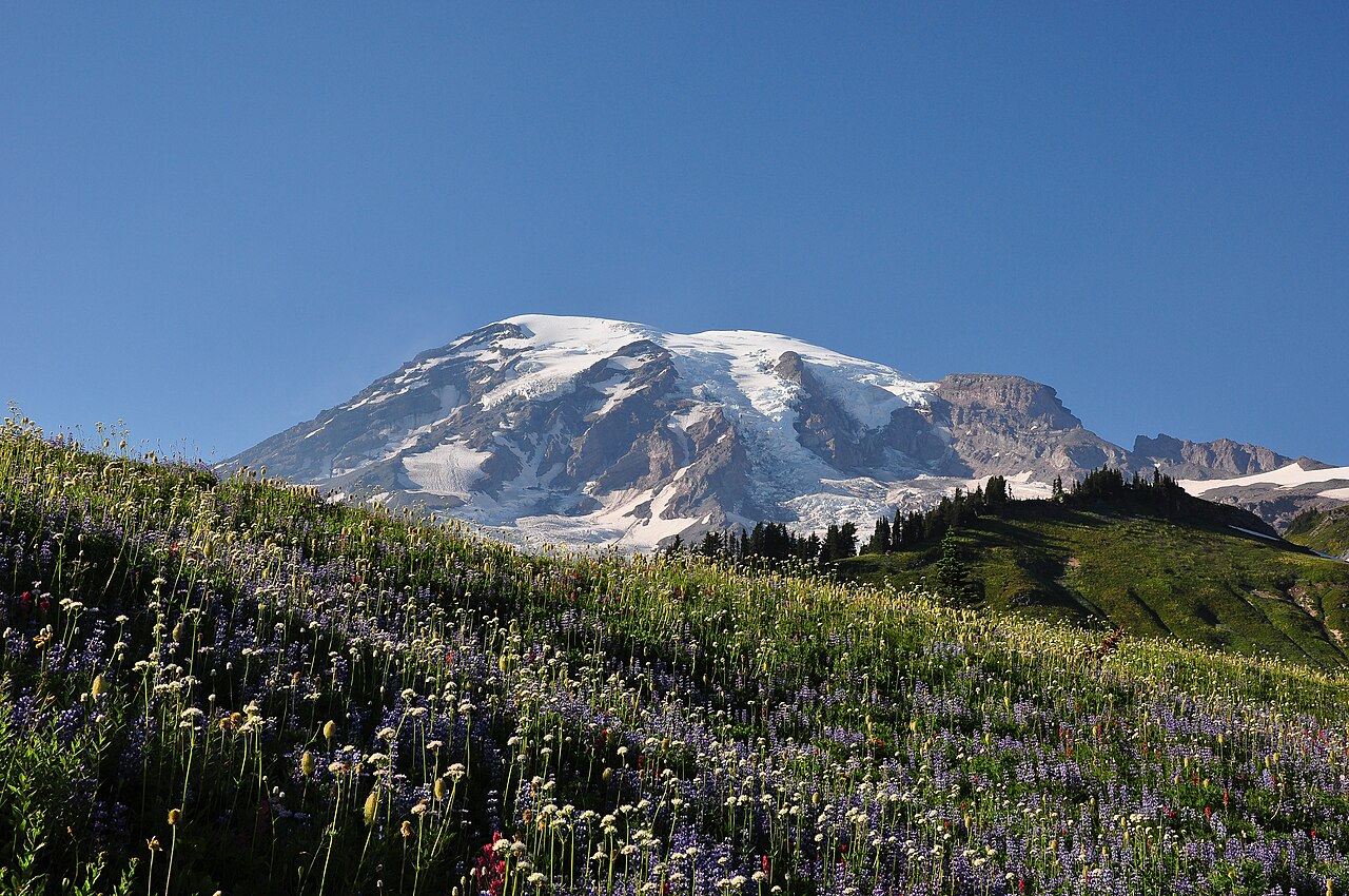 Mount Rainier behind the flowering meadows of Paradise Park (18 August 2012)