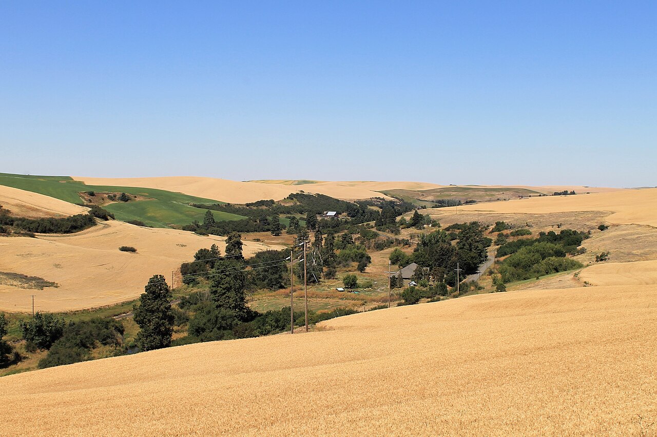 Palouse Landscape near Campus