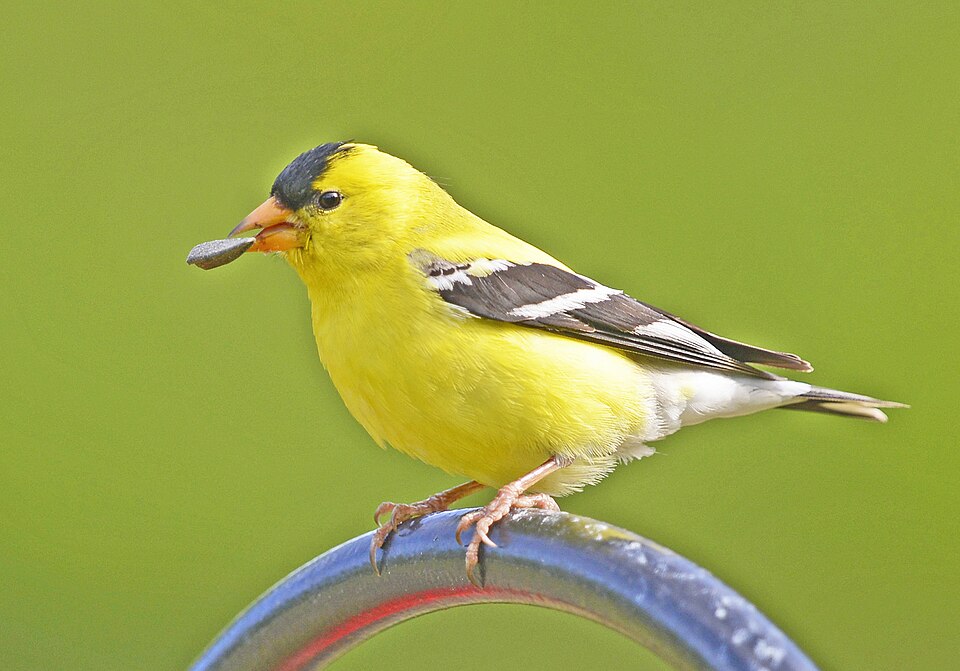 Washington state bird: American goldfinch — statewide species photo