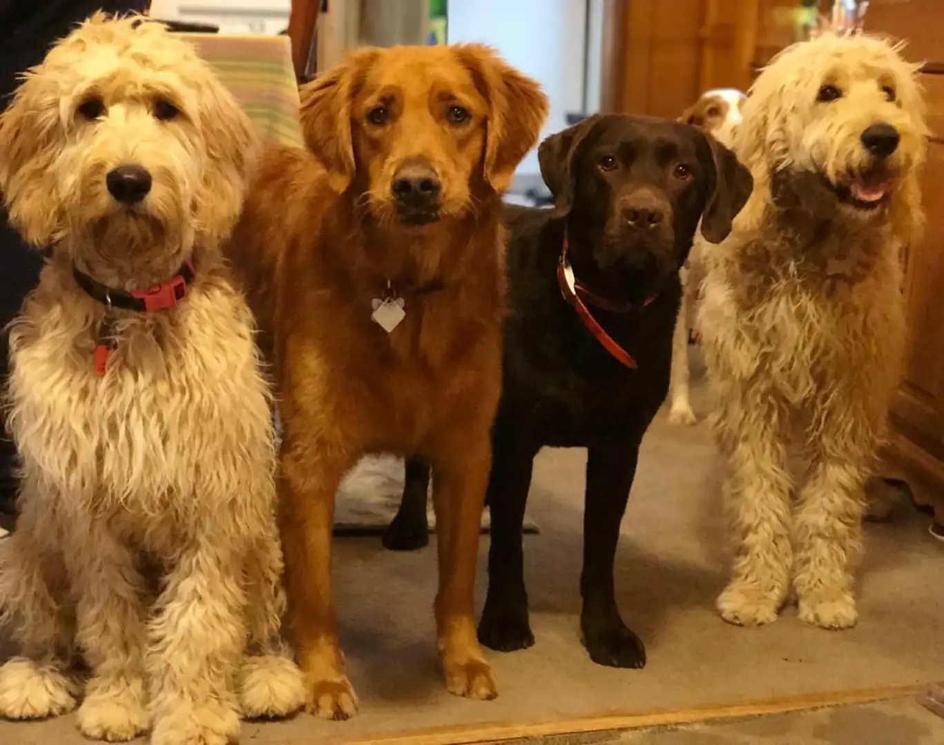 All Critter Pet Care & Training background