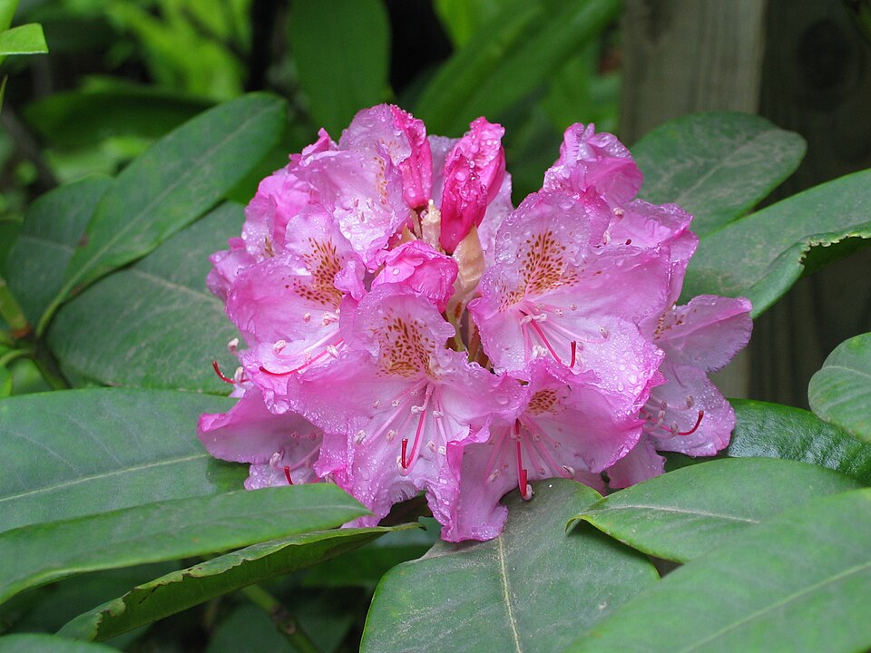 Washington state flower: coast rhododendron — statewide species photo